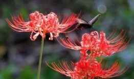 彼岸花灯在线观看,穿越时空的浪漫传奇